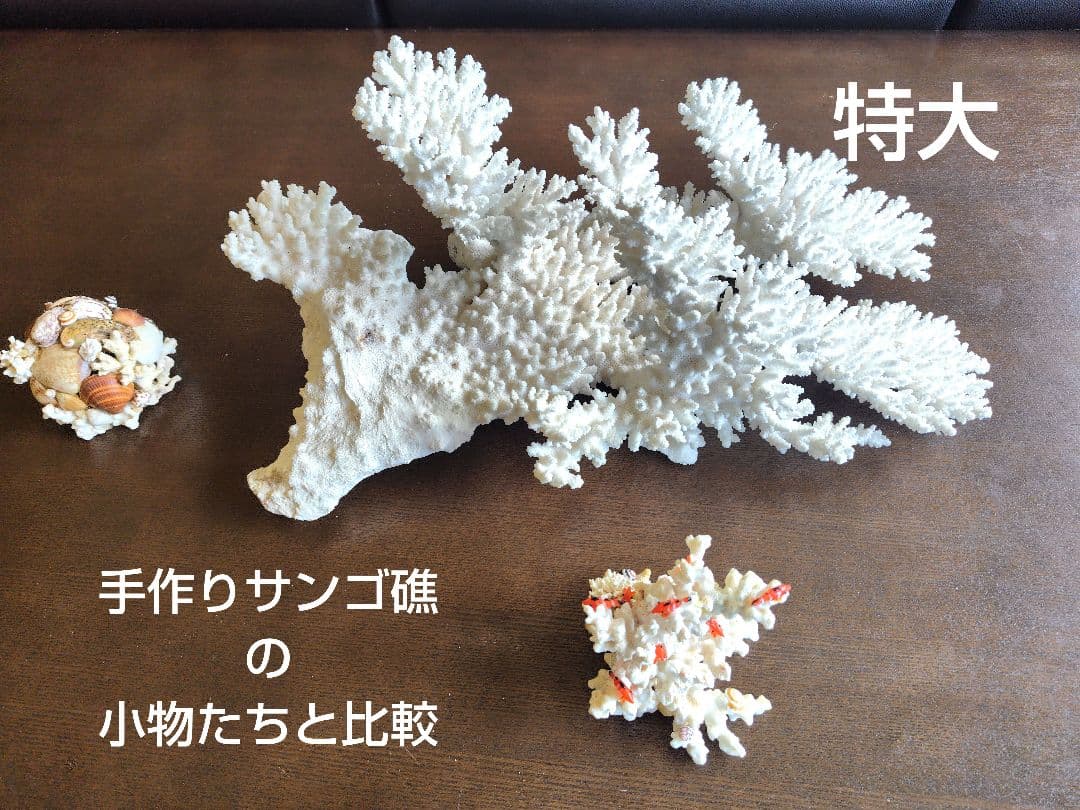 天然白珊瑚　置物 美品　希少な大きさ