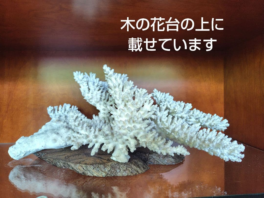 天然白珊瑚　置物 美品　希少な大きさ