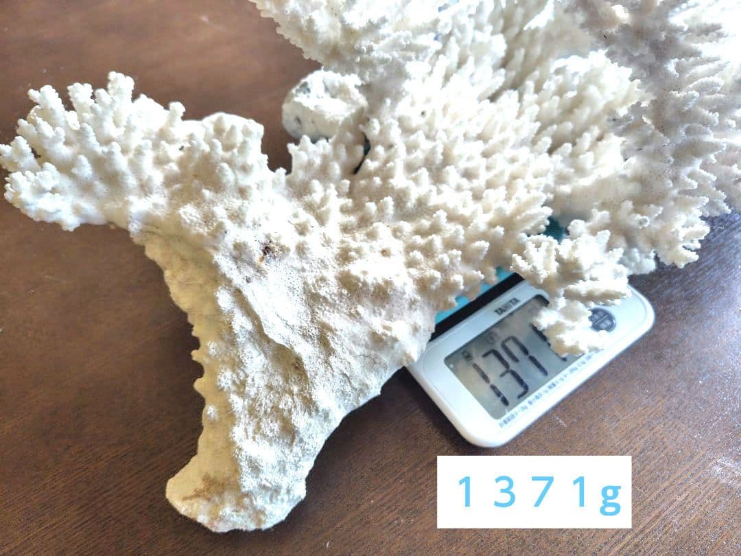 天然白珊瑚　置物 美品　希少な大きさ