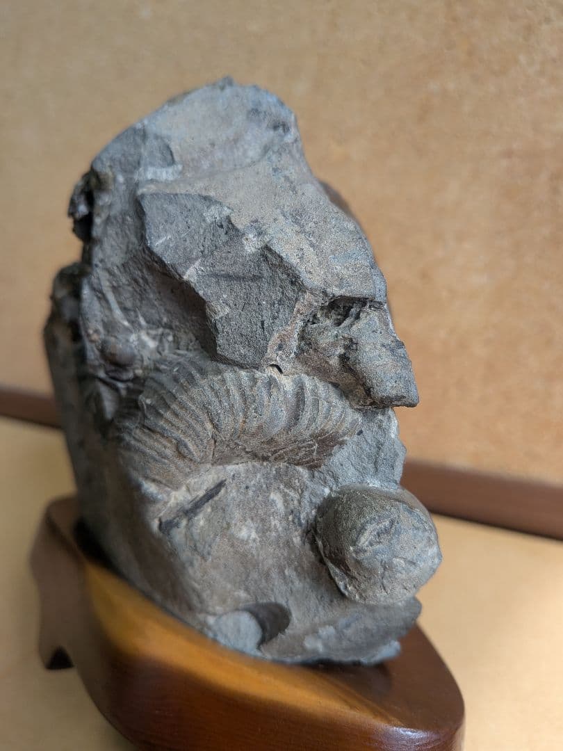 アンモナイト化石10.0㎝と7.0cm2個付着(295)