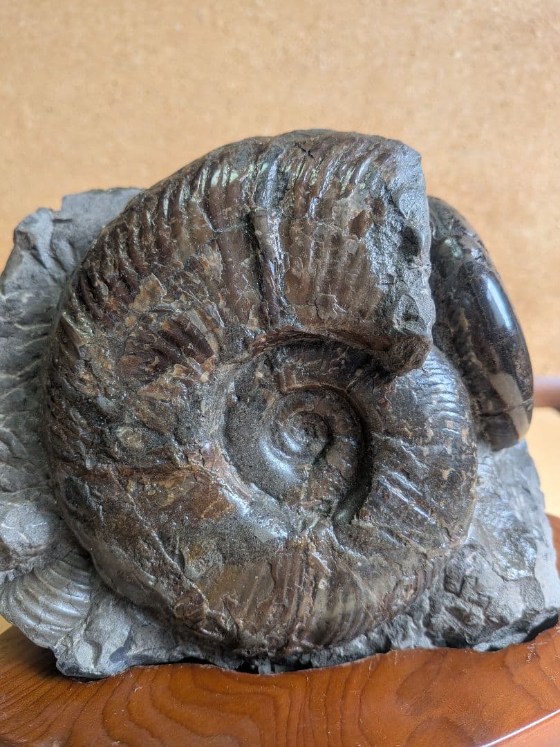 アンモナイト化石10.0㎝と7.0cm2個付着(295)