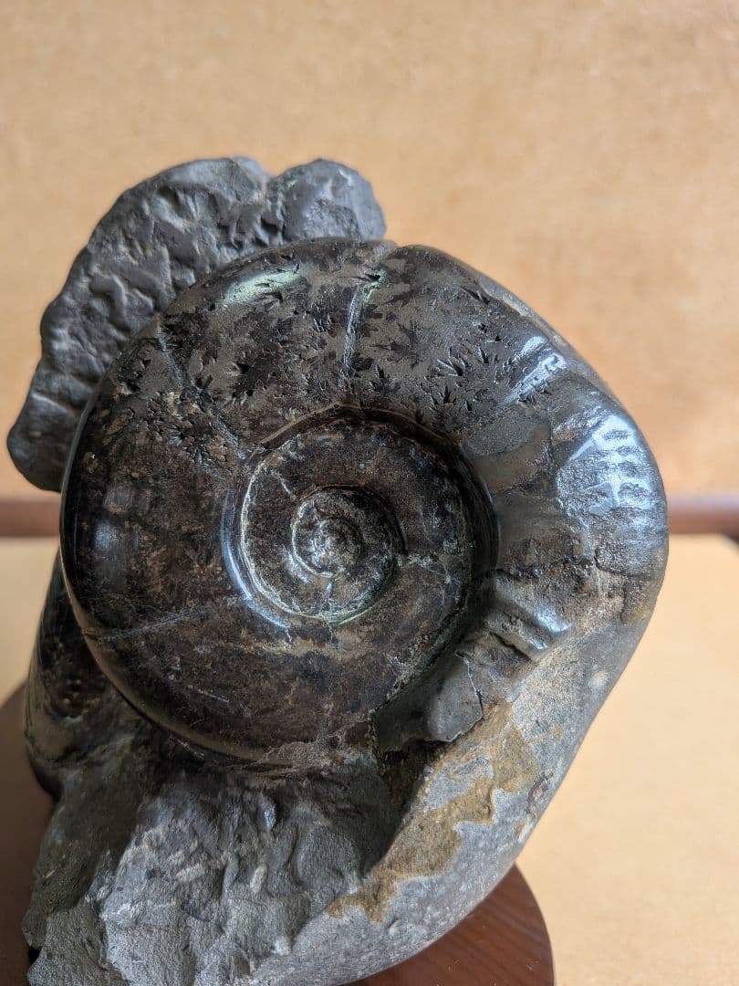 アンモナイト化石10.0㎝と7.0cm2個付着(295)