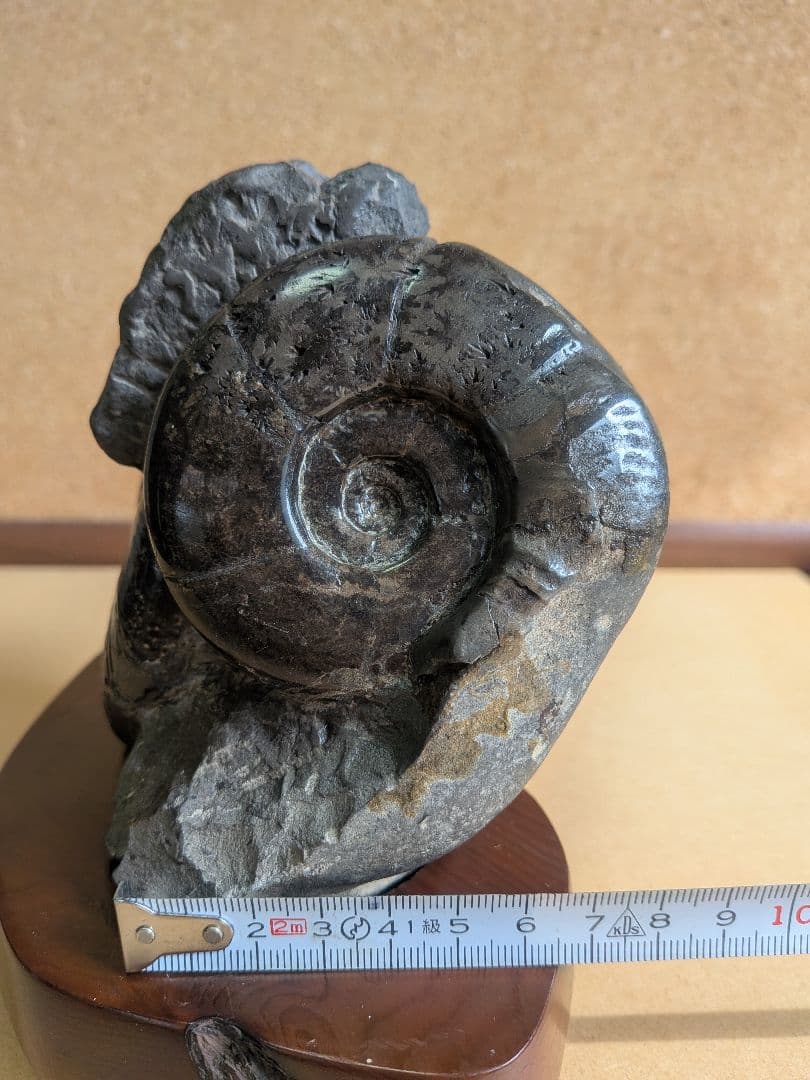 アンモナイト化石10.0㎝と7.0cm2個付着(295)