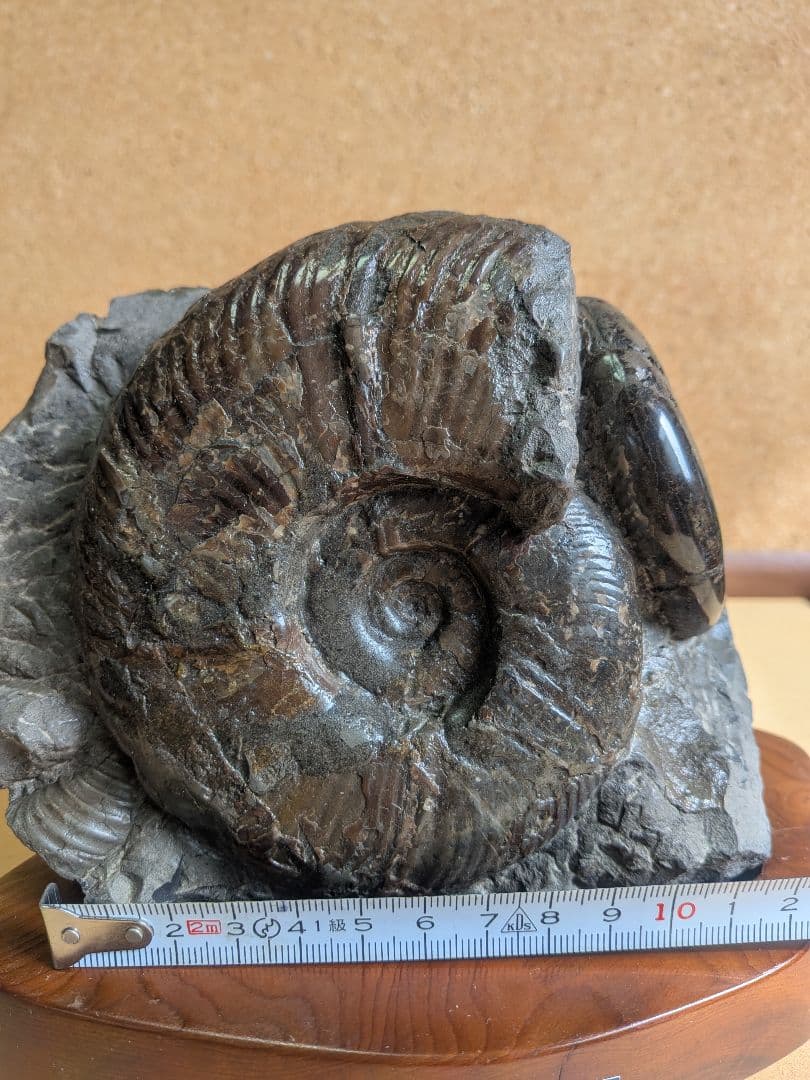アンモナイト化石10.0㎝と7.0cm2個付着(295)