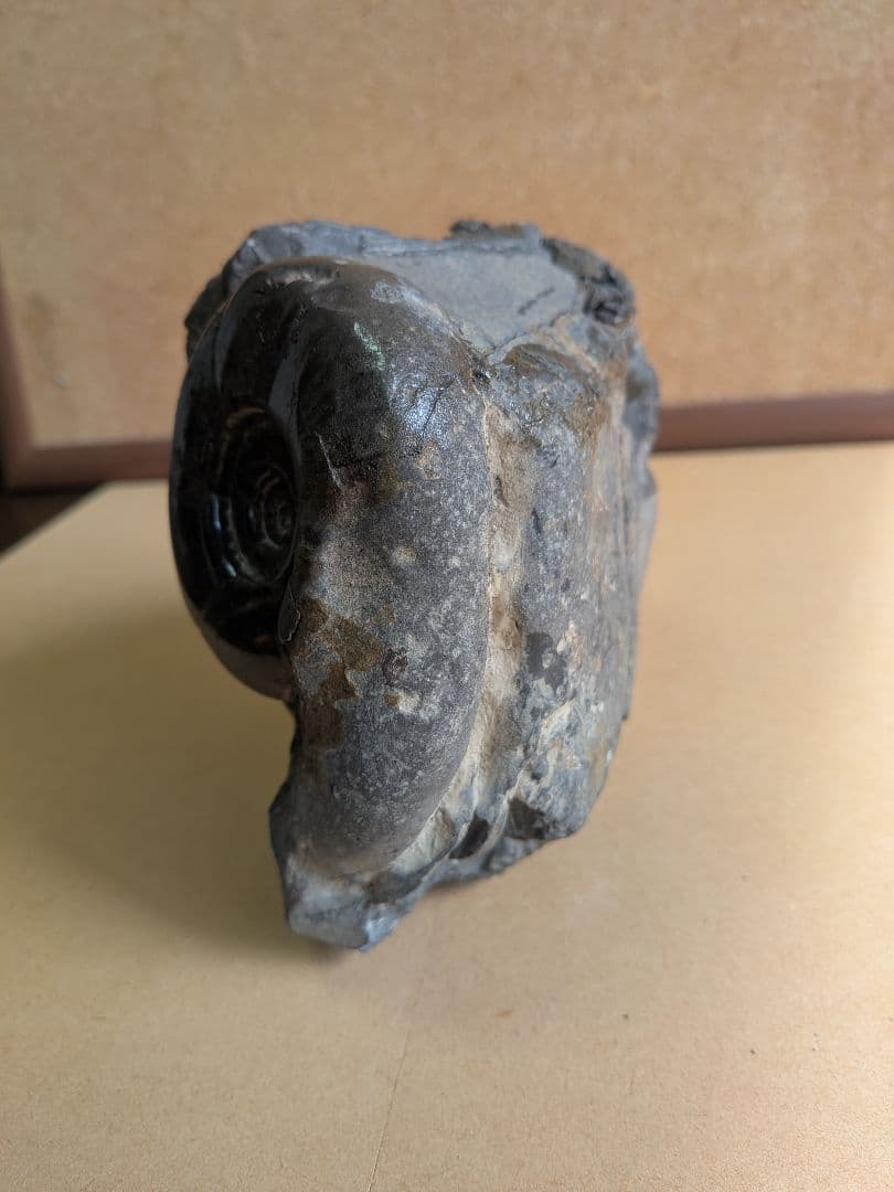 アンモナイト化石10.0㎝と7.0cm2個付着(295)