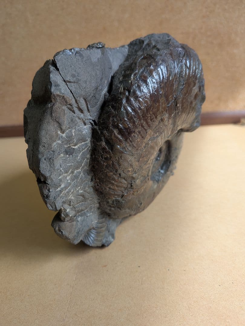 アンモナイト化石10.0㎝と7.0cm2個付着(295)