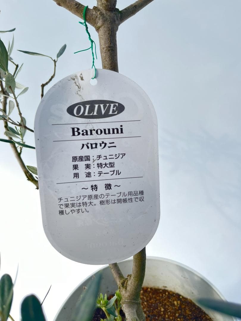 オリーブの木　バロウニ　7号　約110cm　K-308　希少品種　現品掲載