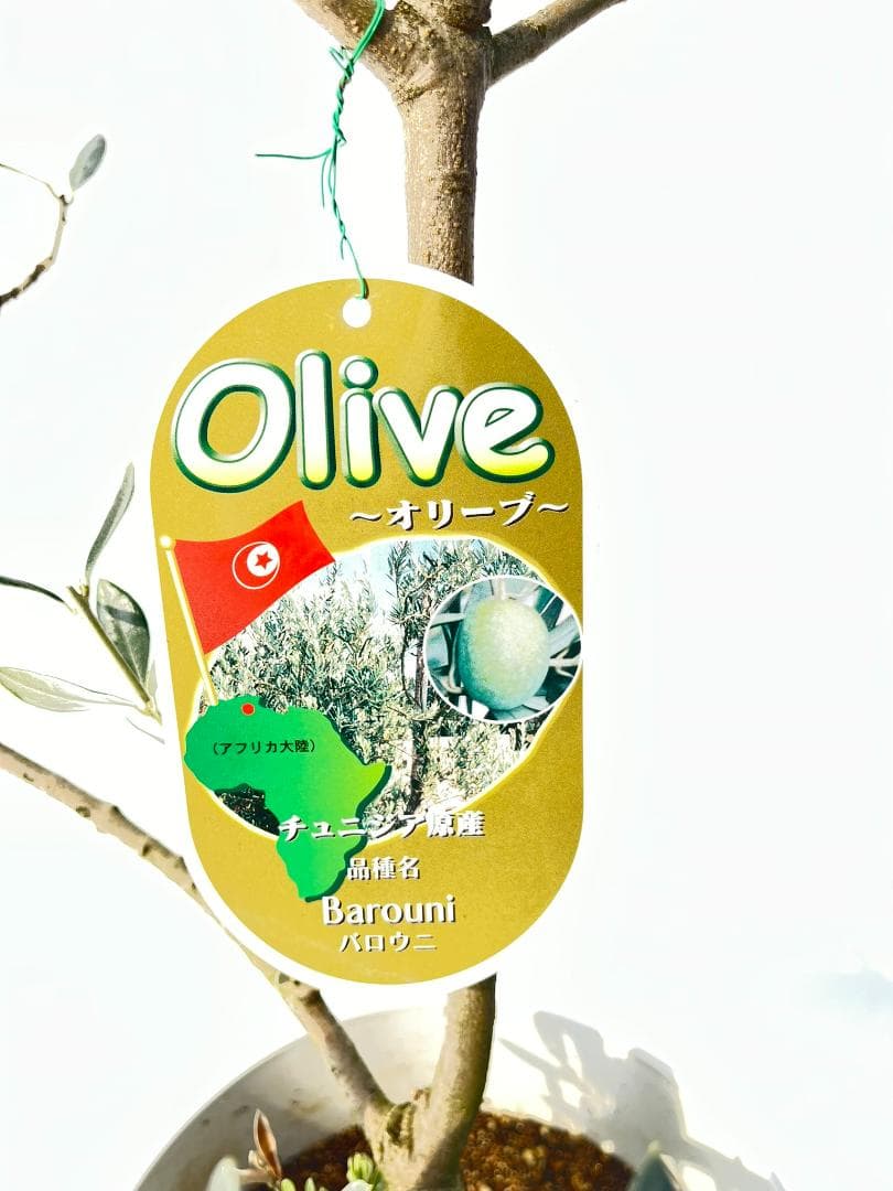 オリーブの木　バロウニ　7号　約110cm　K-308　希少品種　現品掲載
