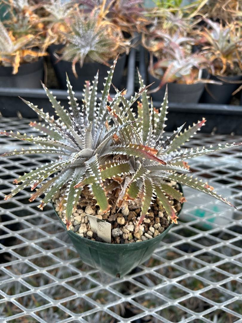 DBディッキア Dyckia Bill Baker hybrid #129 ⑵