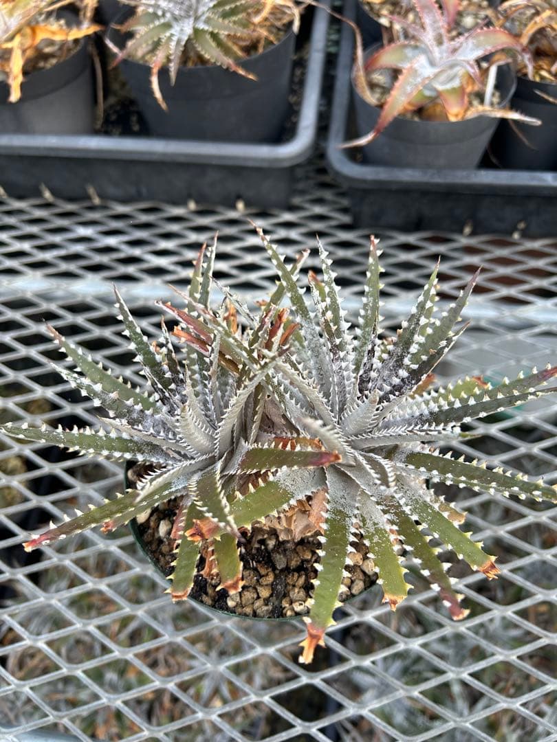 DBディッキア Dyckia Bill Baker hybrid #129 ⑵