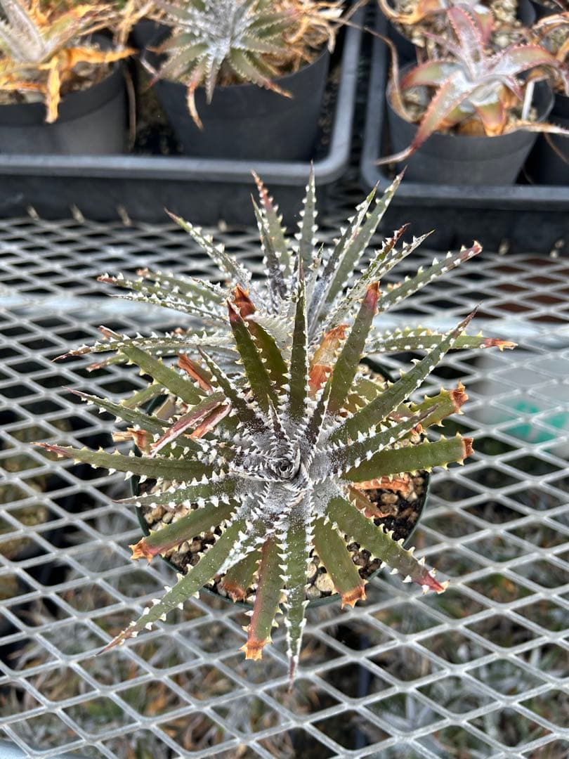 DBディッキア Dyckia Bill Baker hybrid #129 ⑵