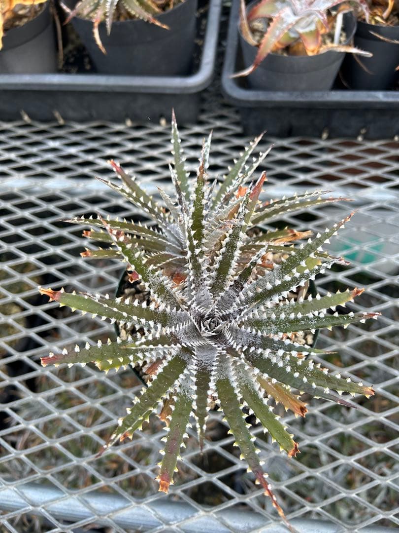 DBディッキア Dyckia Bill Baker hybrid #129 ⑵