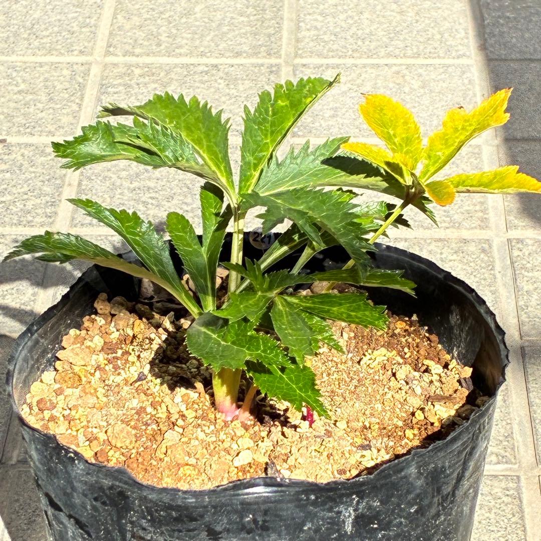 G*u様 ❤️根パンパン❤️6号❤️沢山新芽❤️221 ⭐️希少⭐️【マリア×ネ