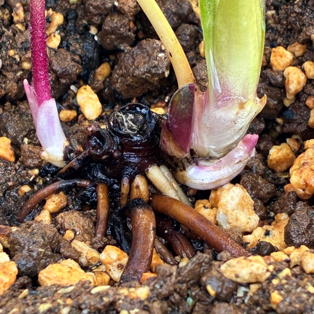 G*u様 ❤️根パンパン❤️6号❤️沢山新芽❤️221 ⭐️希少⭐️【マリア×ネ