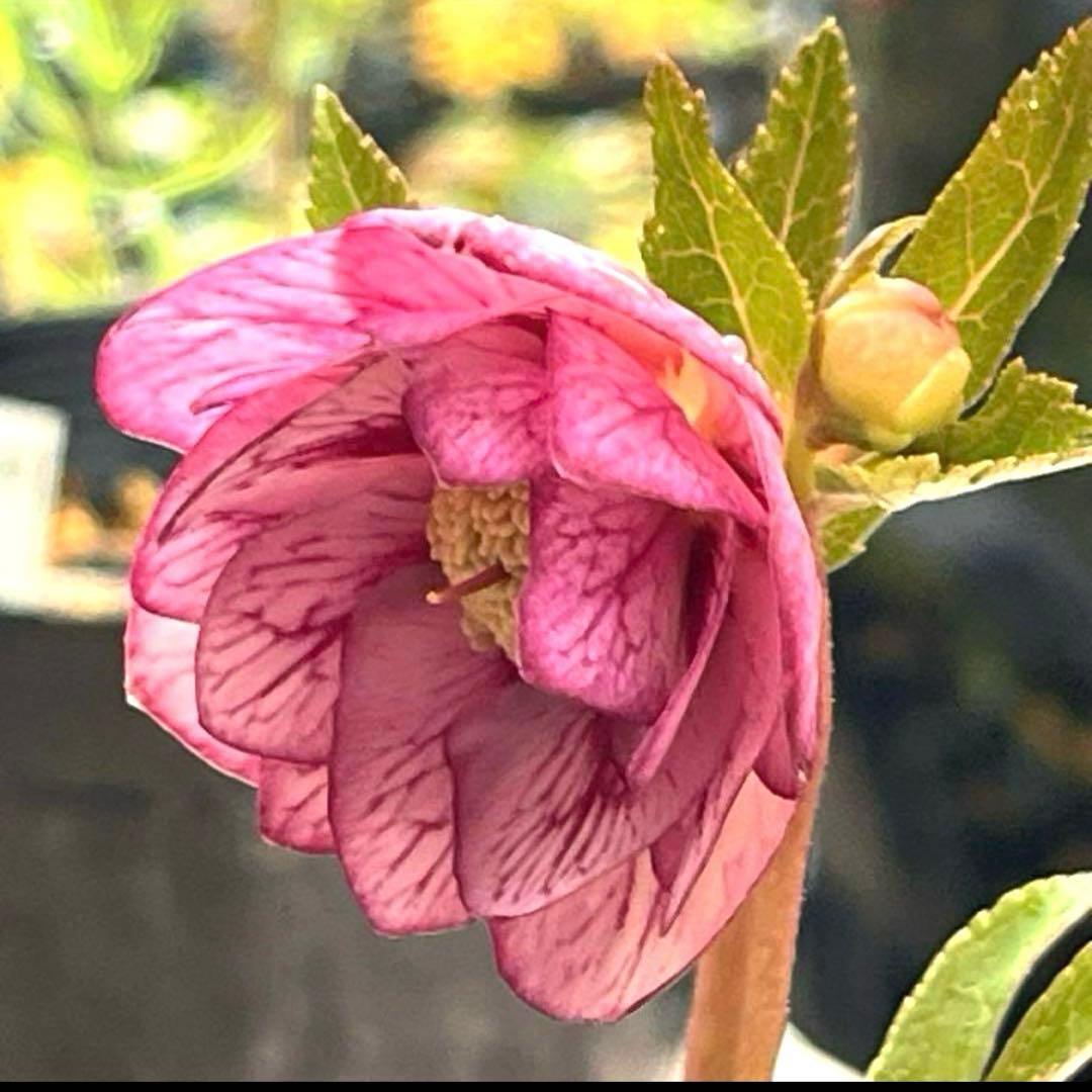 G*u様 ❤️根パンパン❤️6号❤️沢山新芽❤️221 ⭐️希少⭐️【マリア×ネ