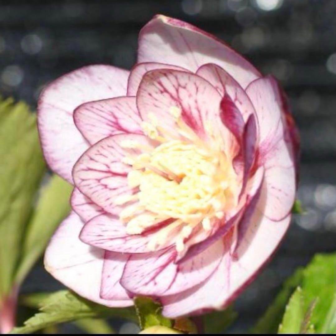 G*u様 ❤️根パンパン❤️6号❤️沢山新芽❤️221 ⭐️希少⭐️【マリア×ネ