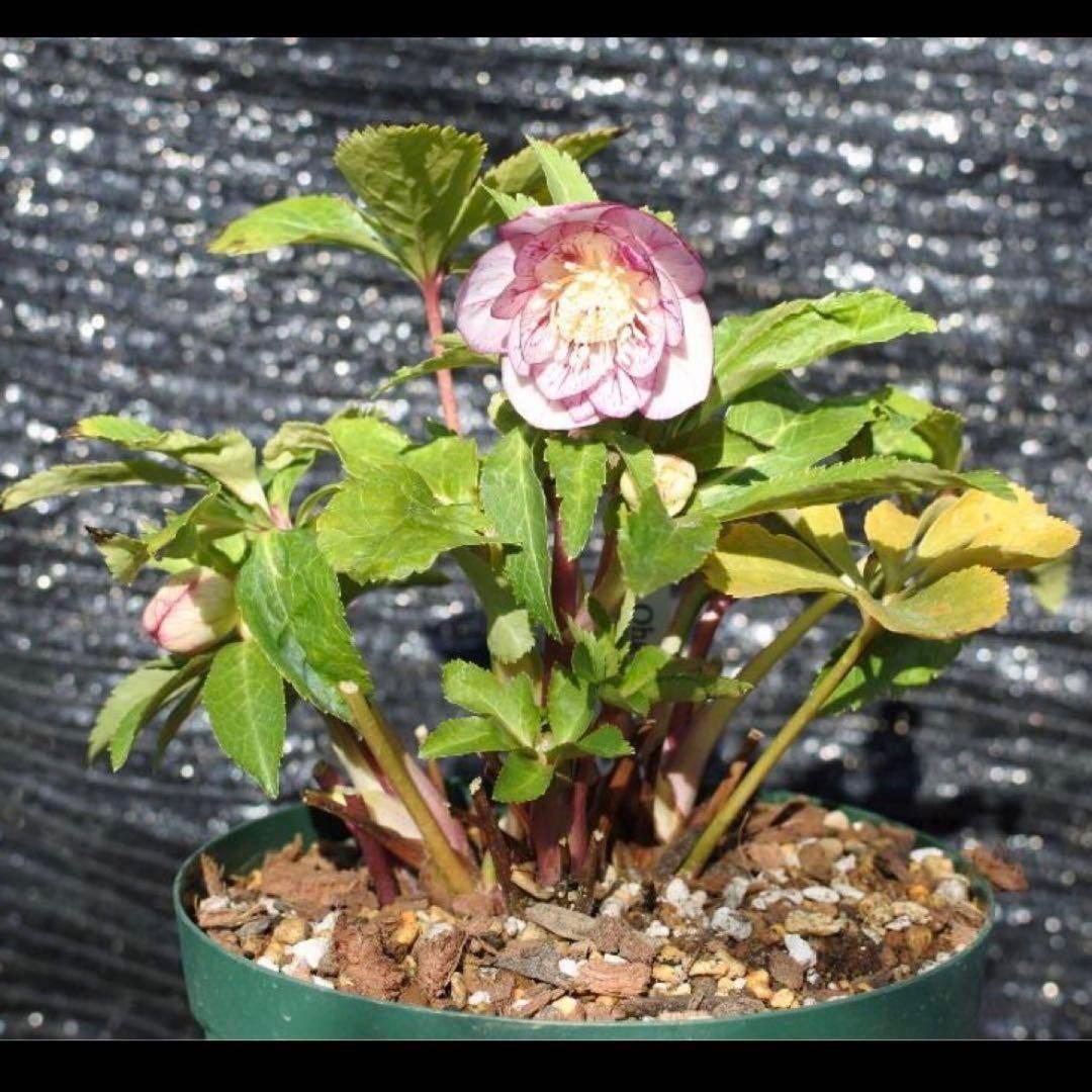 G*u様 ❤️根パンパン❤️6号❤️沢山新芽❤️221 ⭐️希少⭐️【マリア×ネ