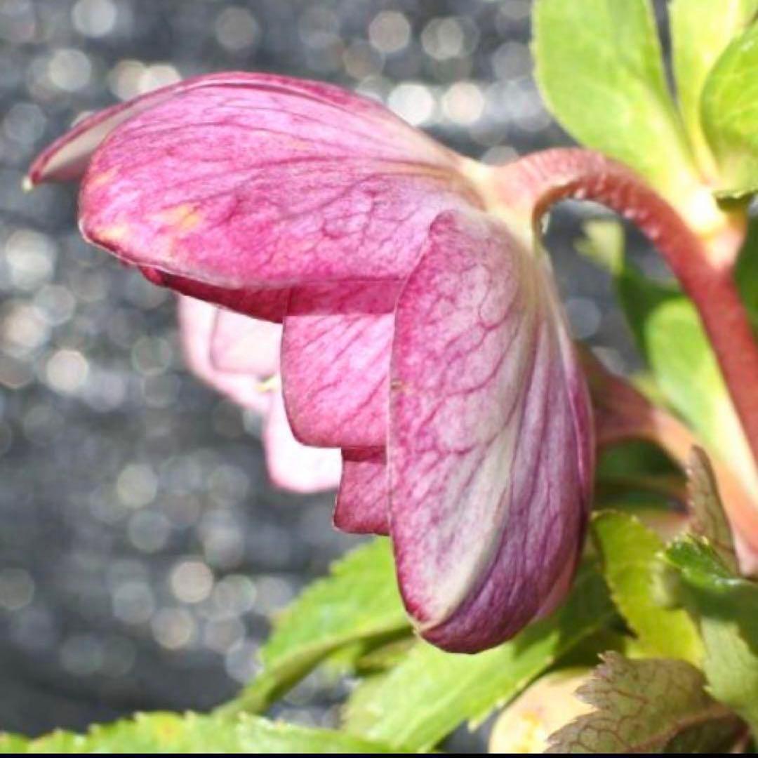 G*u様 ❤️根パンパン❤️6号❤️沢山新芽❤️221 ⭐️希少⭐️【マリア×ネ