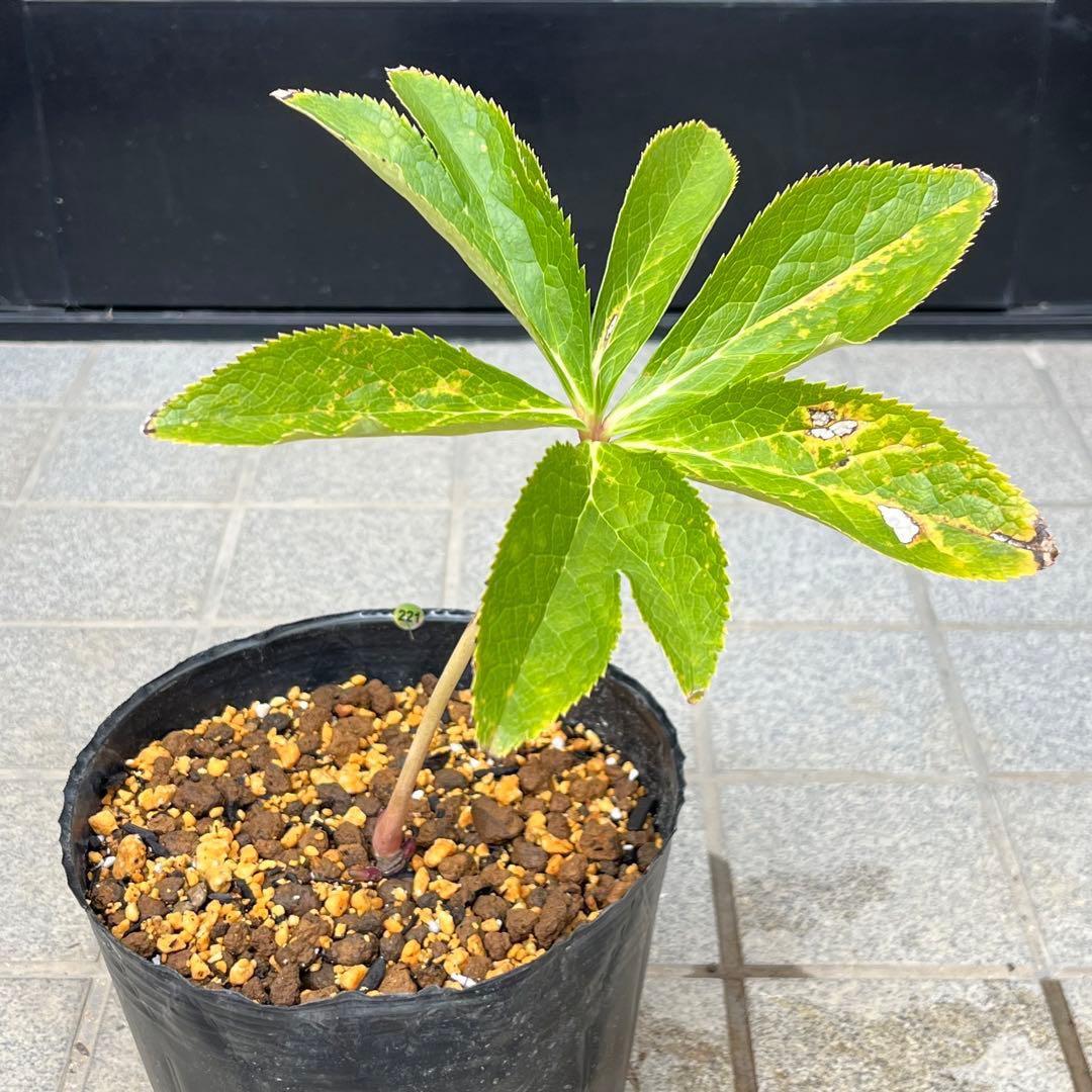 G*u様 ❤️根パンパン❤️6号❤️沢山新芽❤️221 ⭐️希少⭐️【マリア×ネ