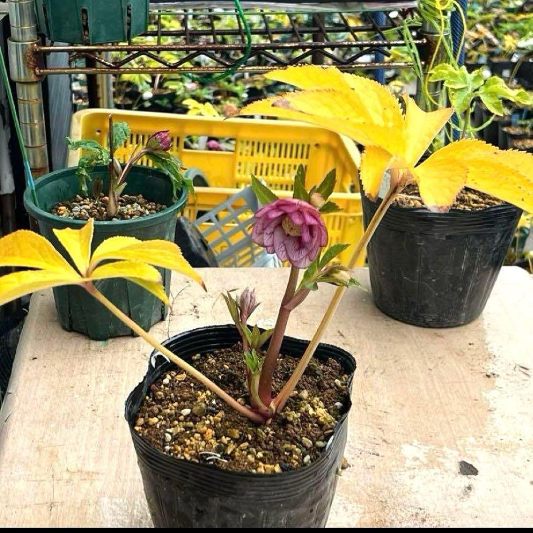 G*u様 ❤️根パンパン❤️6号❤️沢山新芽❤️221 ⭐️希少⭐️【マリア×ネ