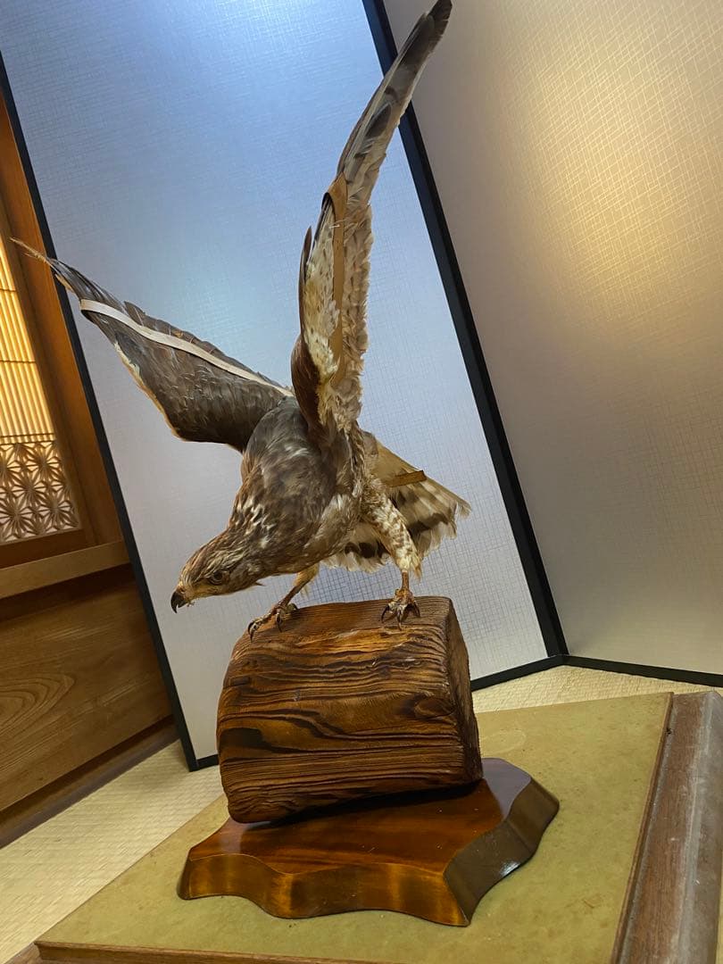 【きよ】鷹　剥製