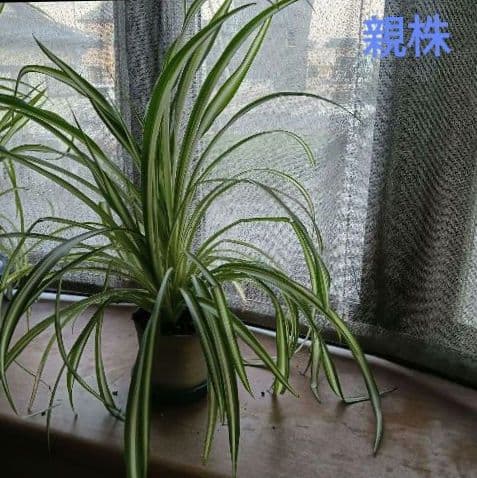 中斑 オリヅルラン 4.5株 大苗 空気清浄 ホルムアルデヒド除去