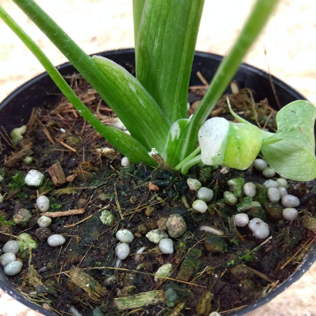 モンステラ デリシオーサ タイコンステレーション 厳選美斑入り‼️3号