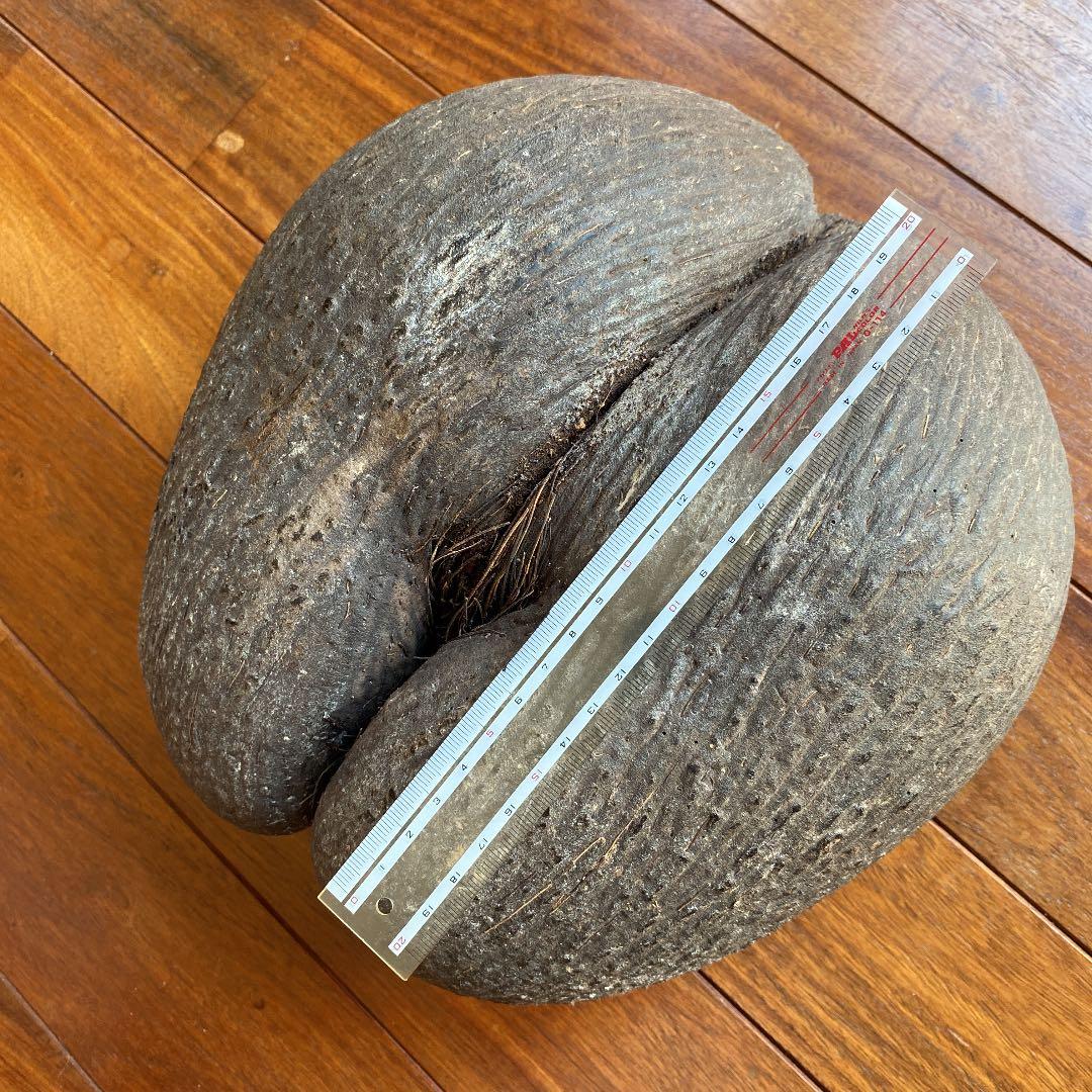 フタゴヤシ　禁断の果実　送料無料☆☆☆