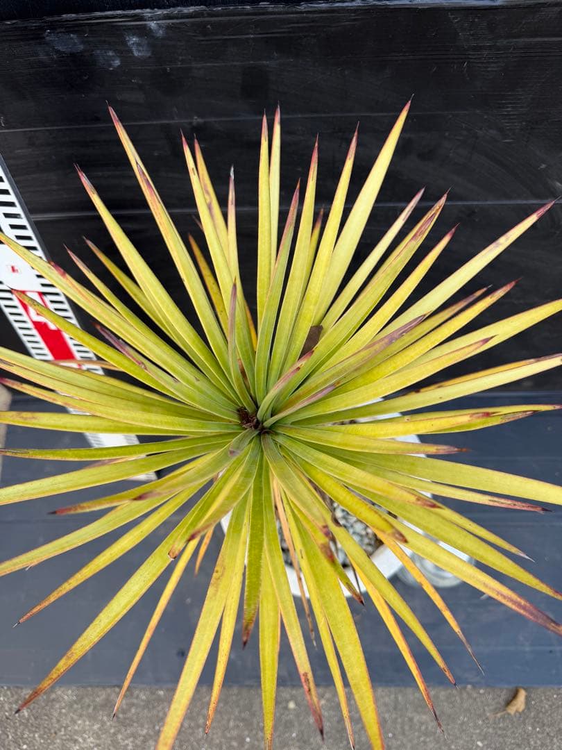 ユッカ アロイフォリア　観葉植物 鉢 約80cm