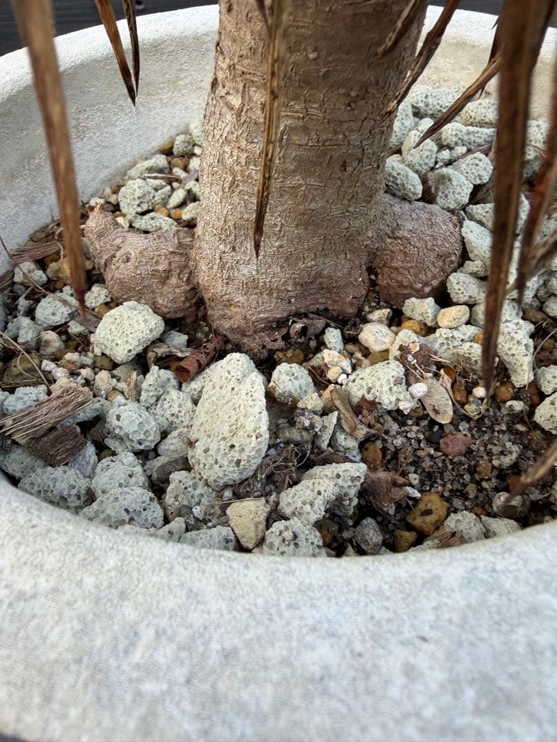 ユッカ アロイフォリア　観葉植物 鉢 約80cm