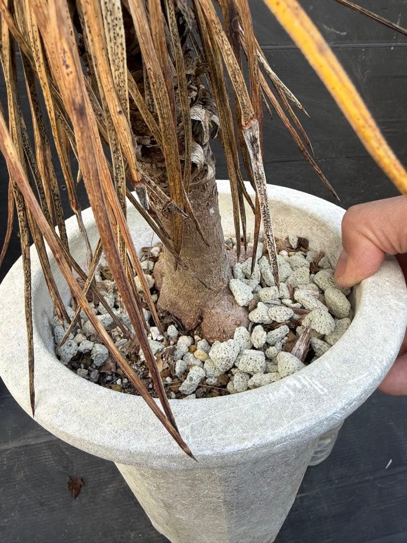 ユッカ アロイフォリア　観葉植物 鉢 約80cm