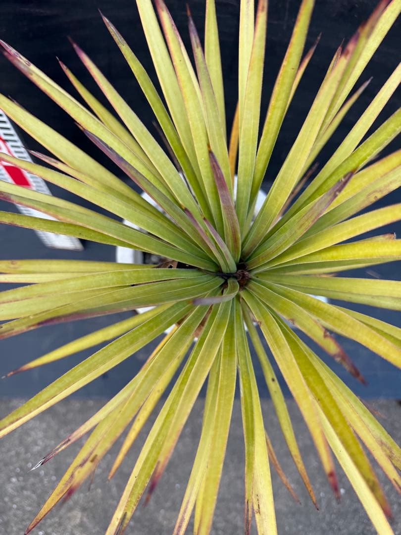 ユッカ アロイフォリア　観葉植物 鉢 約80cm