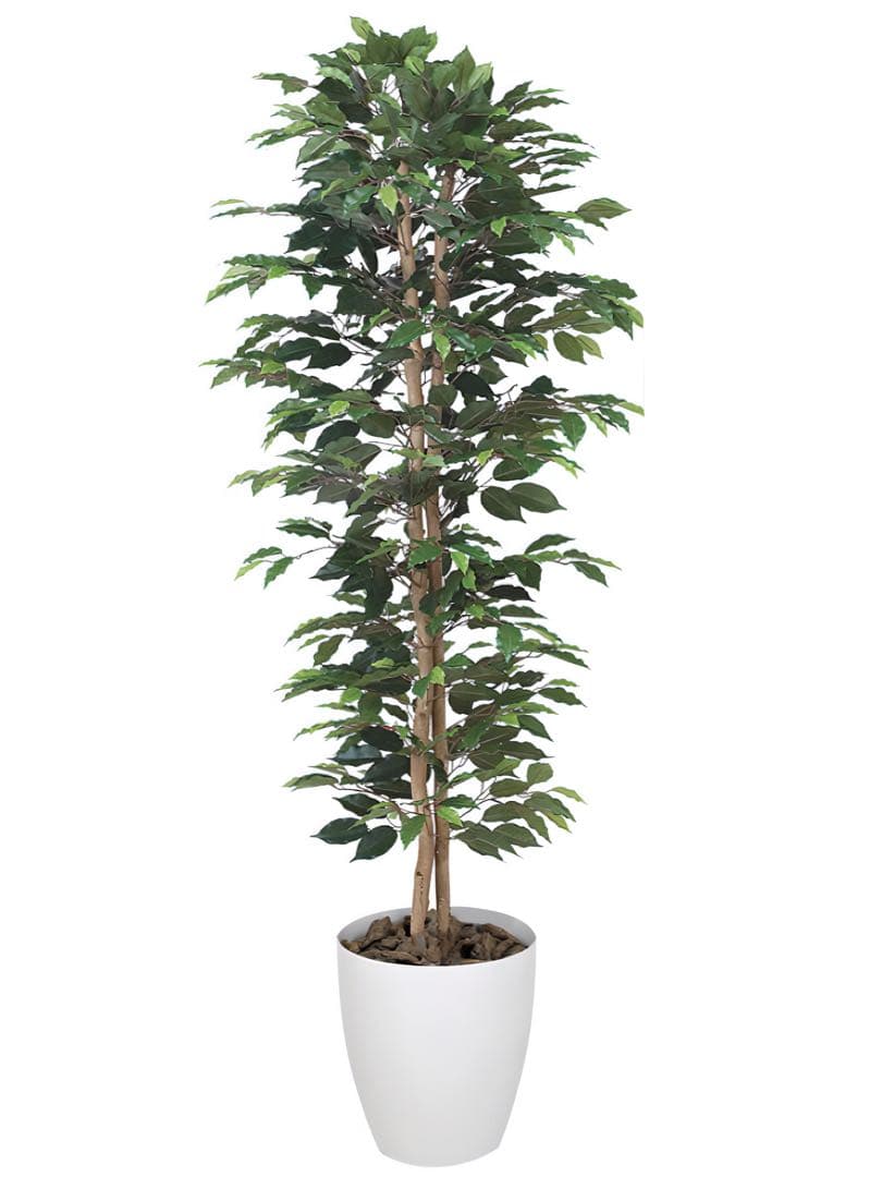 光触媒　人工観葉植物　フェイクグリーン　ベンジャミンスリム 1.8m