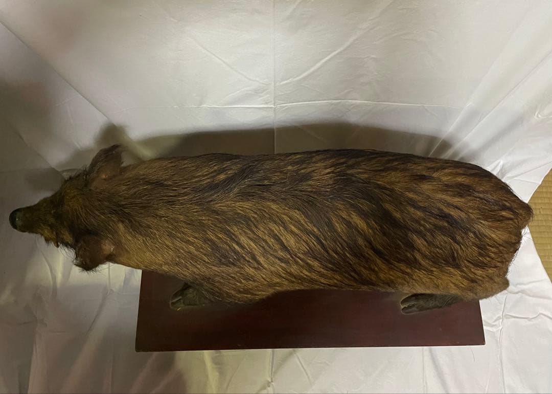 秀ちゃん　イノシシ　剥製