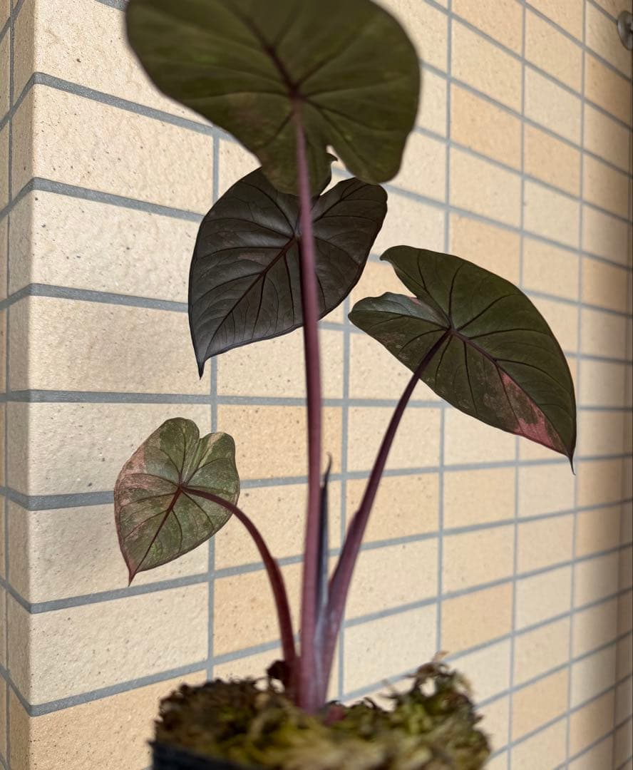 希少 アロカシア ピンクセレンディピティ 斑入り 鉢ごとメルカリ便