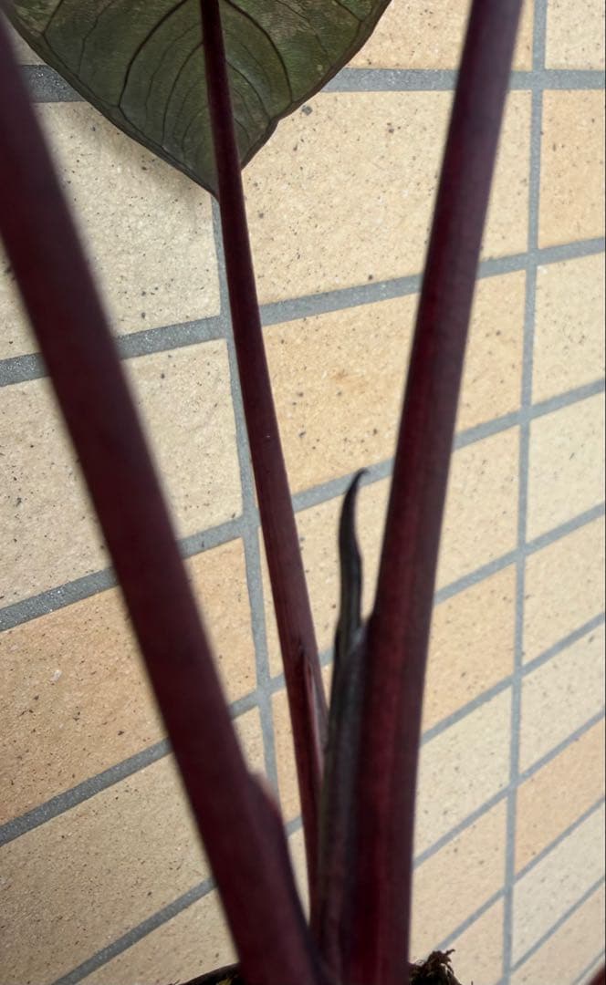 希少 アロカシア ピンクセレンディピティ 斑入り 鉢ごとメルカリ便