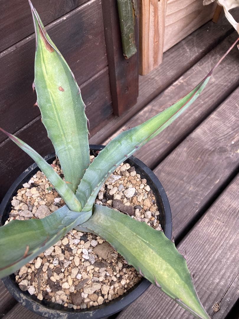 耐寒性アガベ スカブラ中斑◇ドライガーデン錦ユッカ斑入りサボテン多肉　アロエ南国