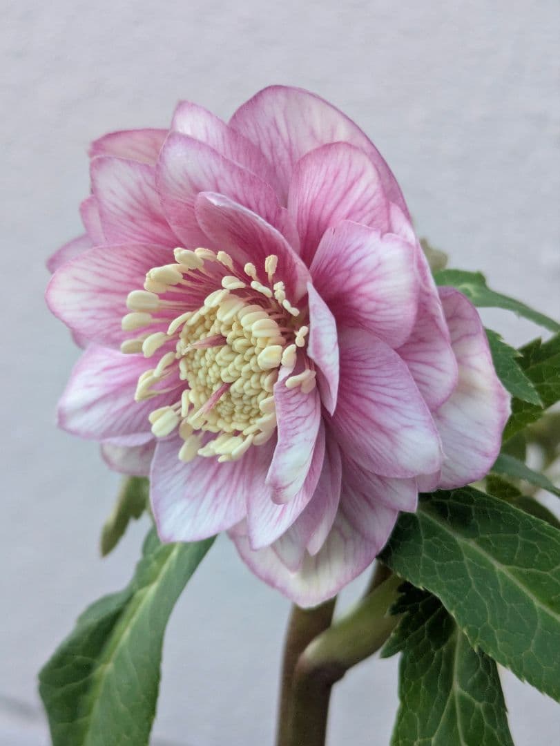 広瀬園芸】クリスマスローズ ソレイユ系ピンクグラデーション多弁花