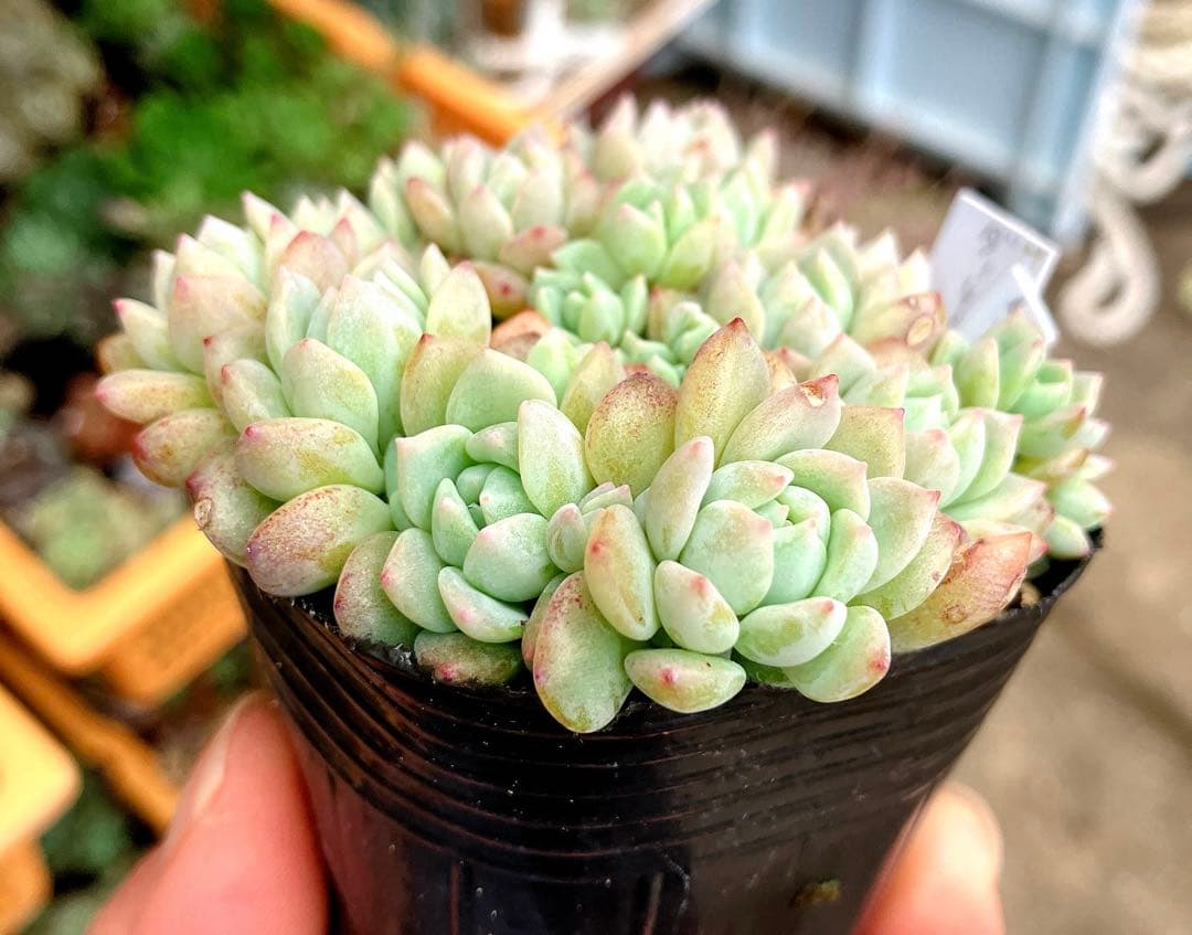 多肉植物抜き苗︎︎︎︎❤︎ダーリーサンシャイン 7.5センチポット