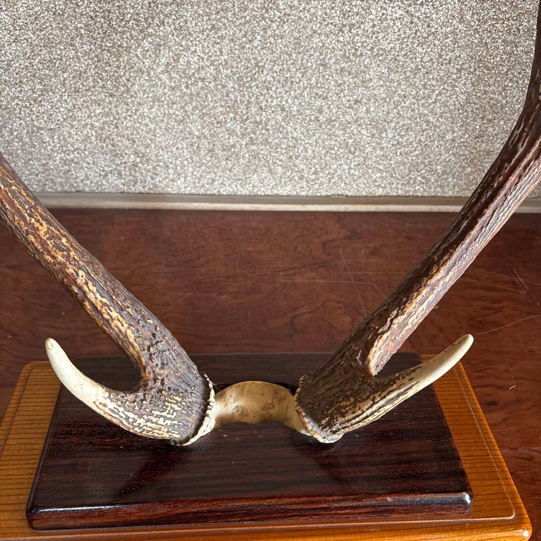鹿の角　台座付き
