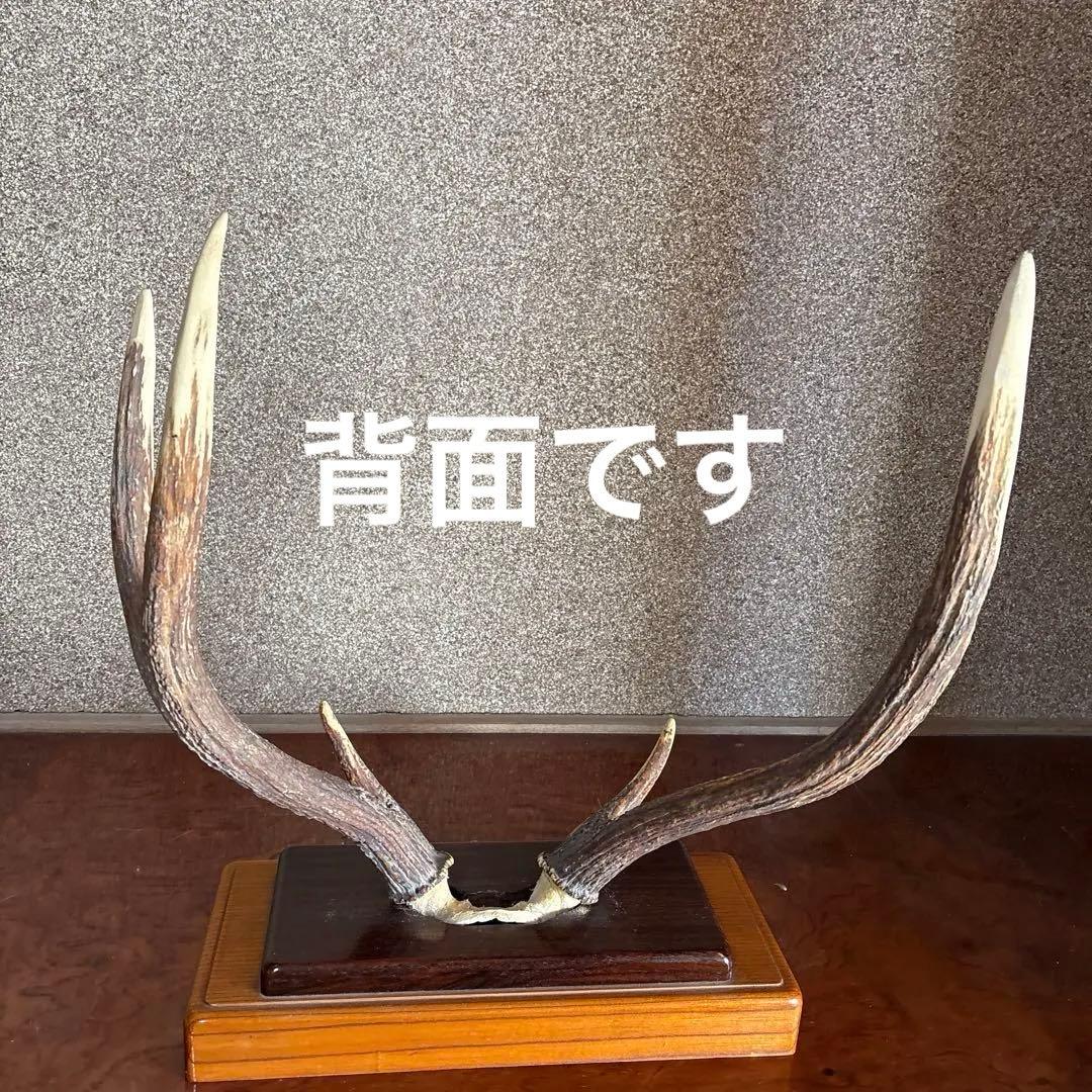 鹿の角　台座付き