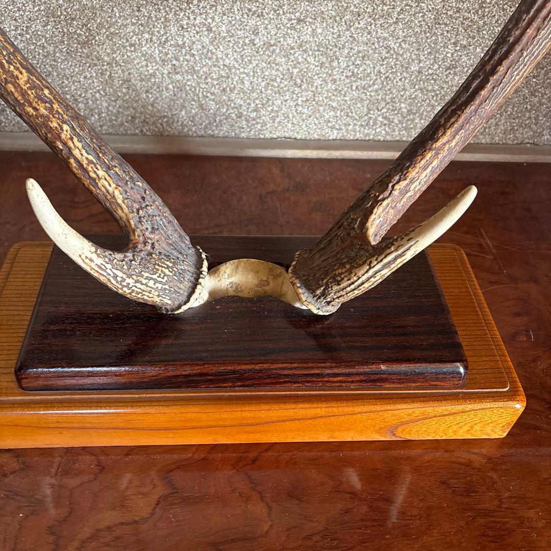 鹿の角　台座付き