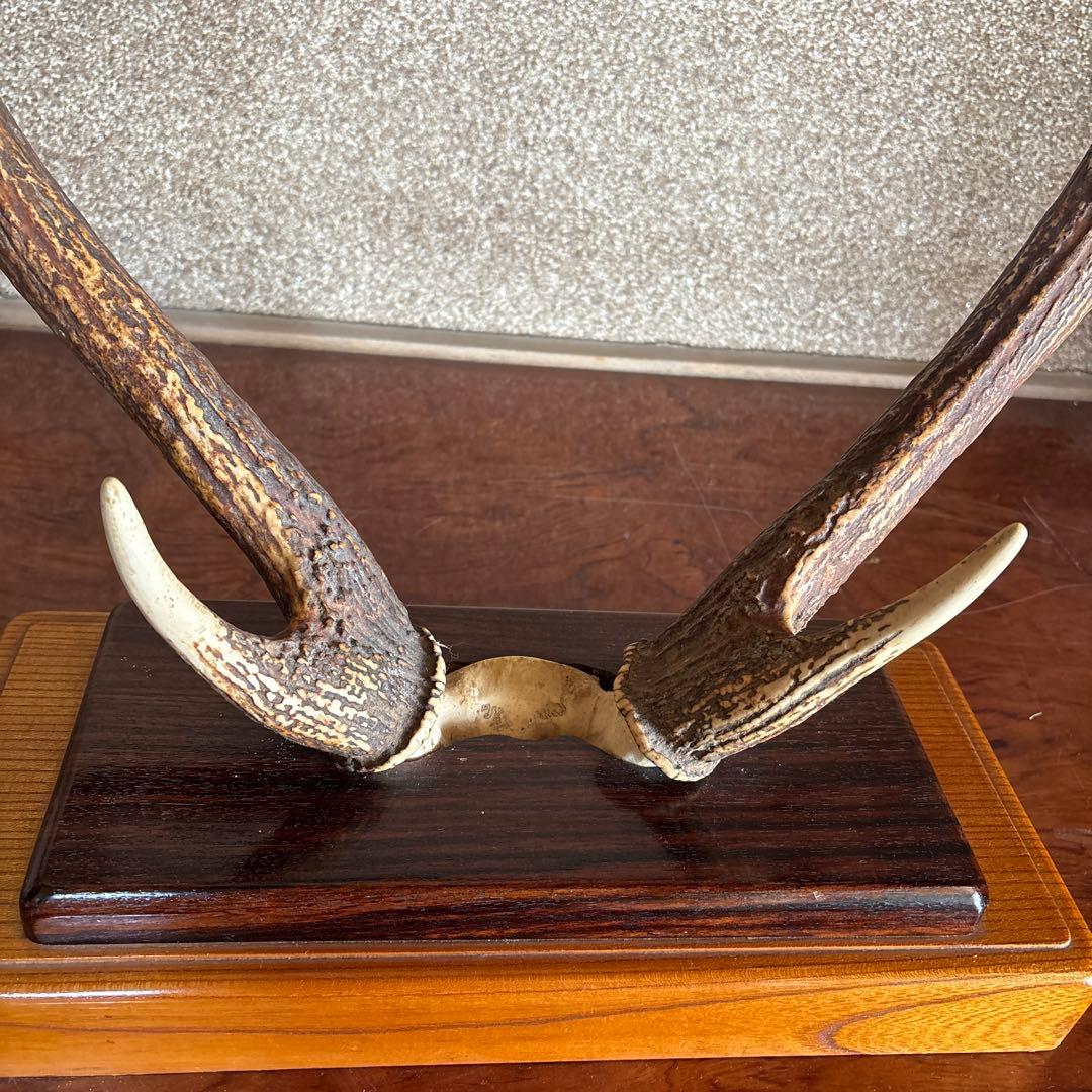鹿の角　台座付き