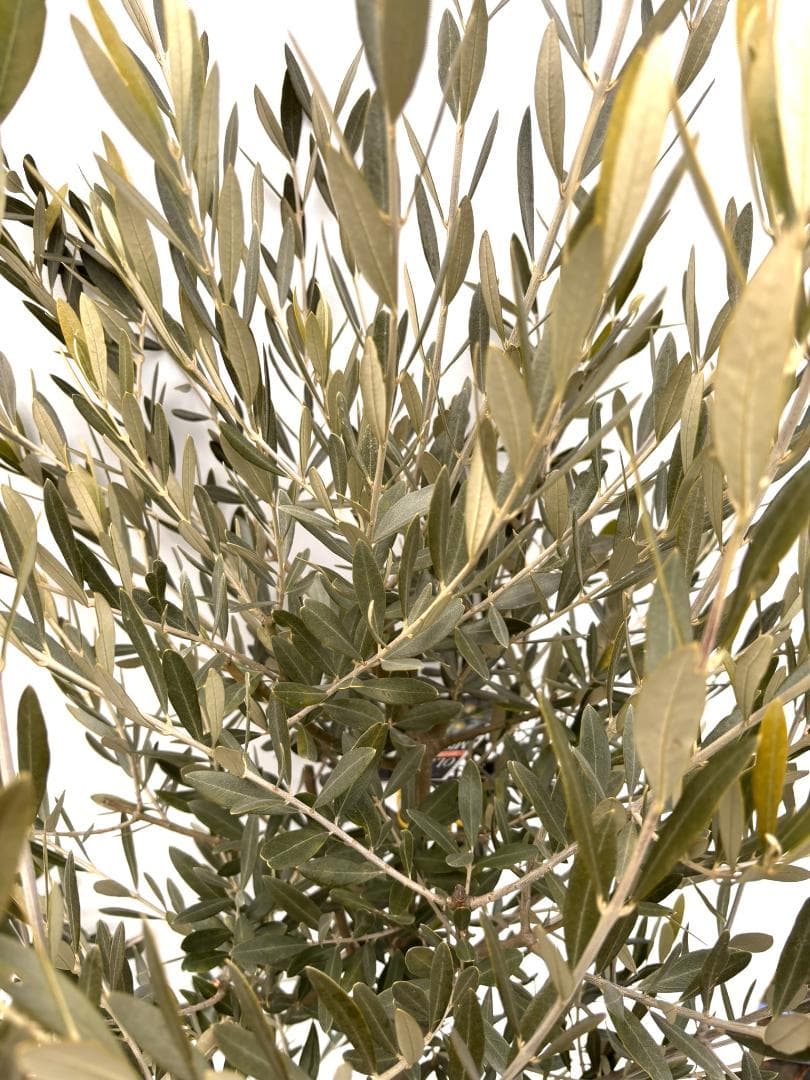 オリーブの木 ミッション 10号 約180cm K-363 人気品種 現品掲載