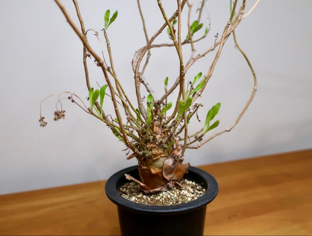 コレクション現地球 オトンナ マクロスペルマ 中株