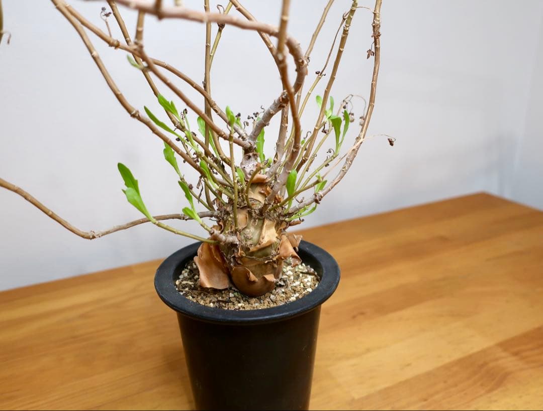 コレクション現地球 オトンナ マクロスペルマ 中株