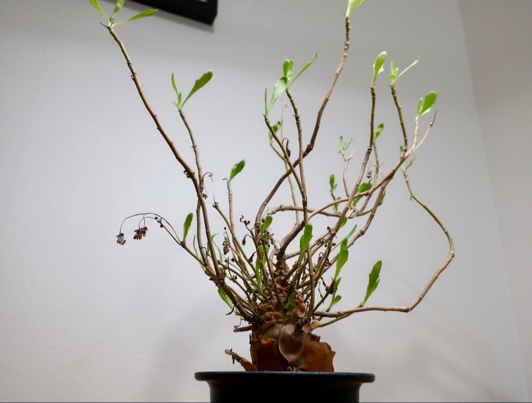 コレクション現地球 オトンナ マクロスペルマ 中株