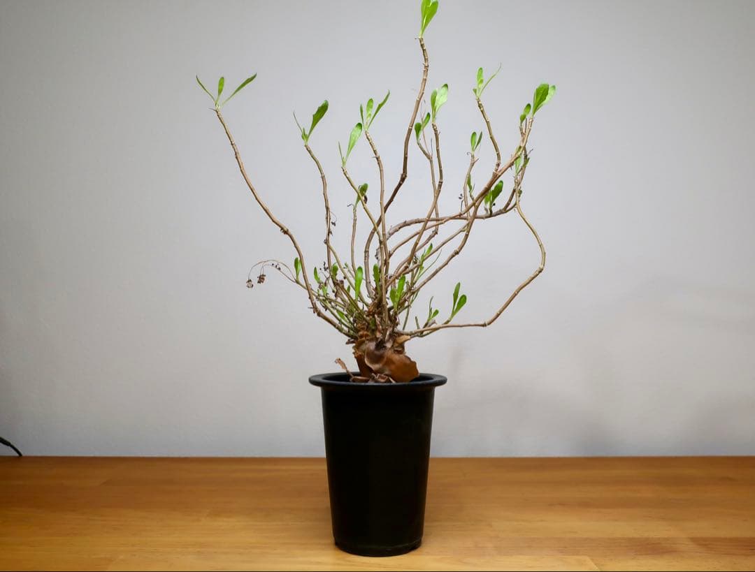 コレクション現地球 オトンナ マクロスペルマ 中株