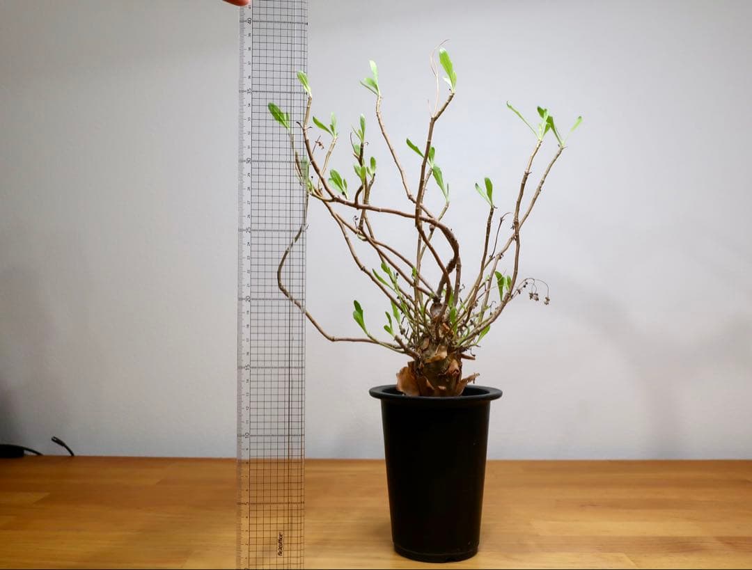 コレクション現地球 オトンナ マクロスペルマ 中株