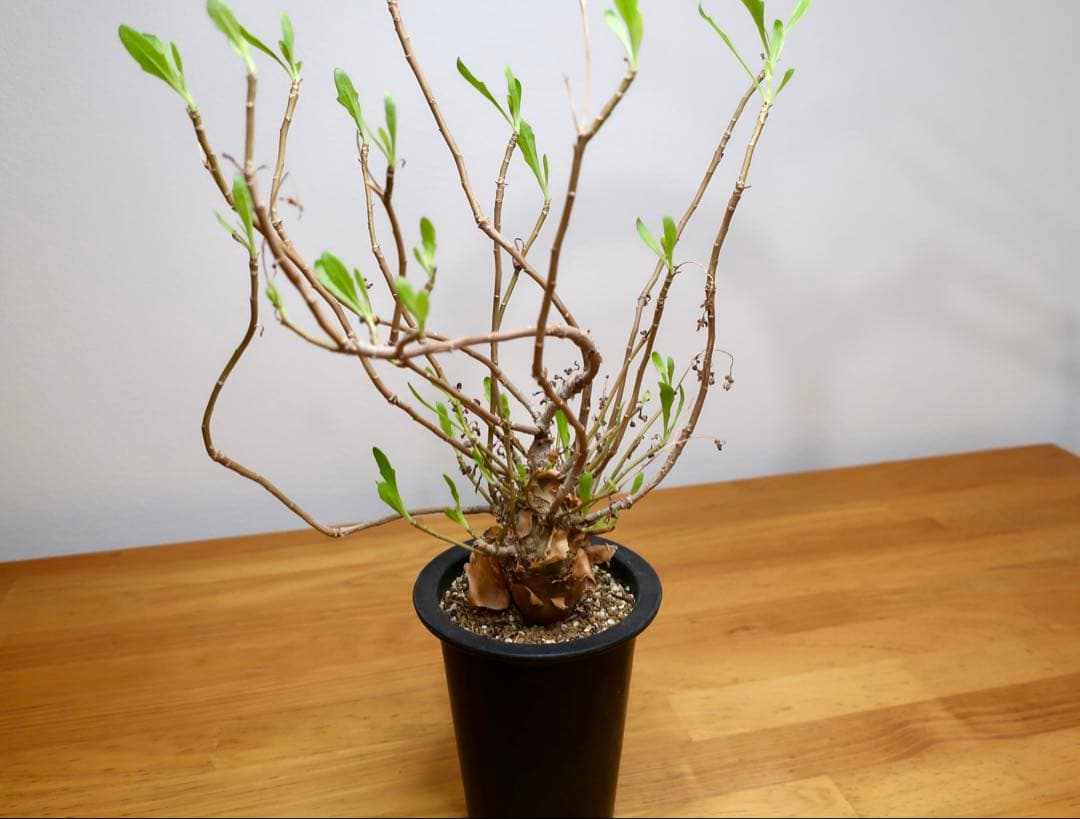 コレクション現地球 オトンナ マクロスペルマ 中株